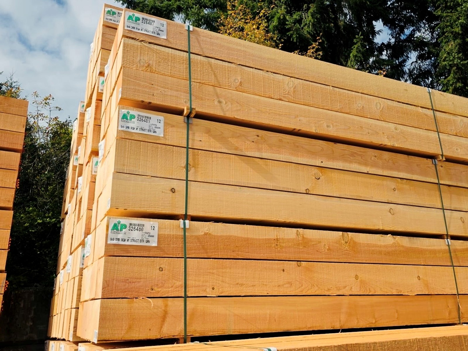 Douglas Fir